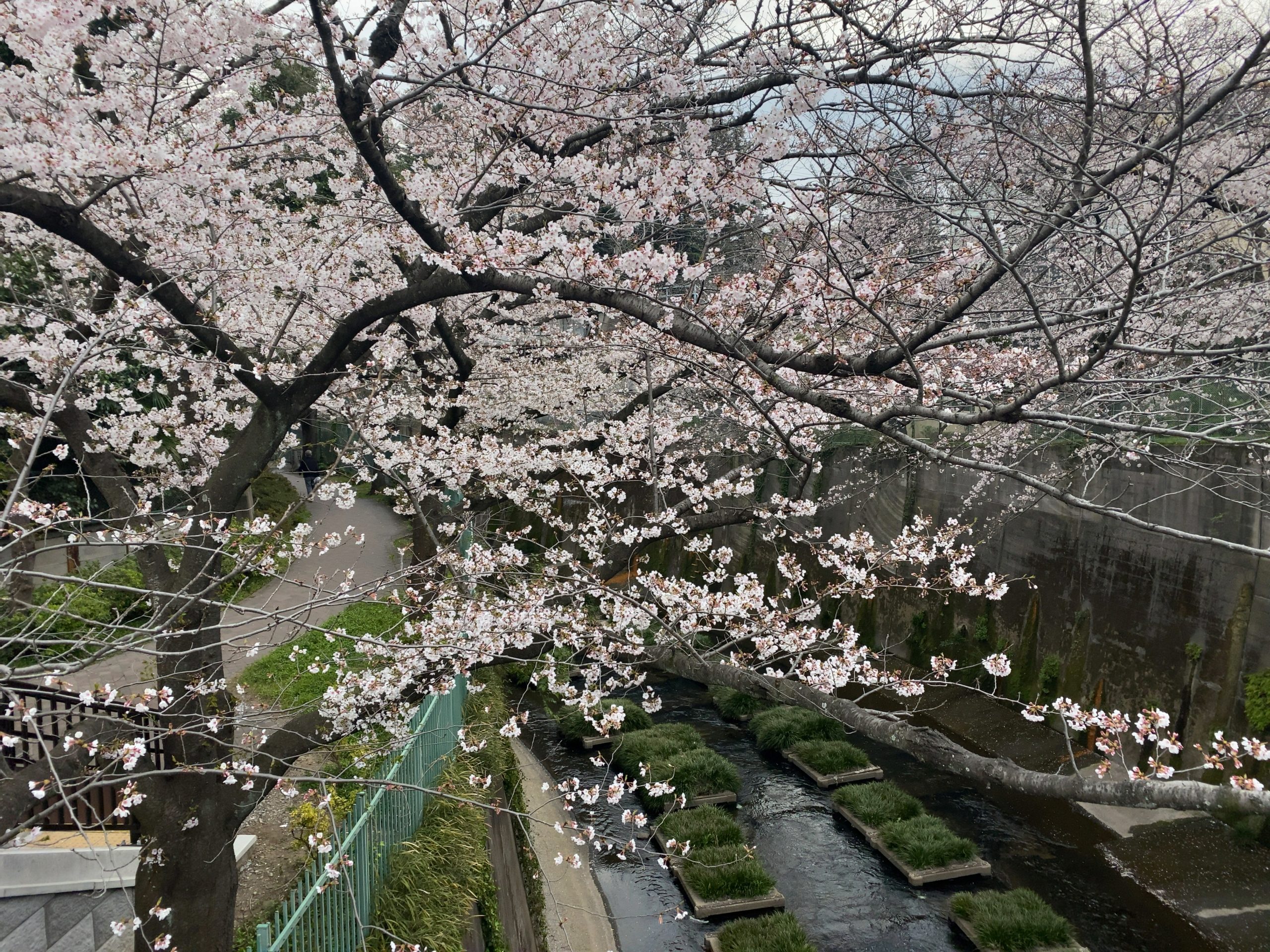 桜、キレイです。